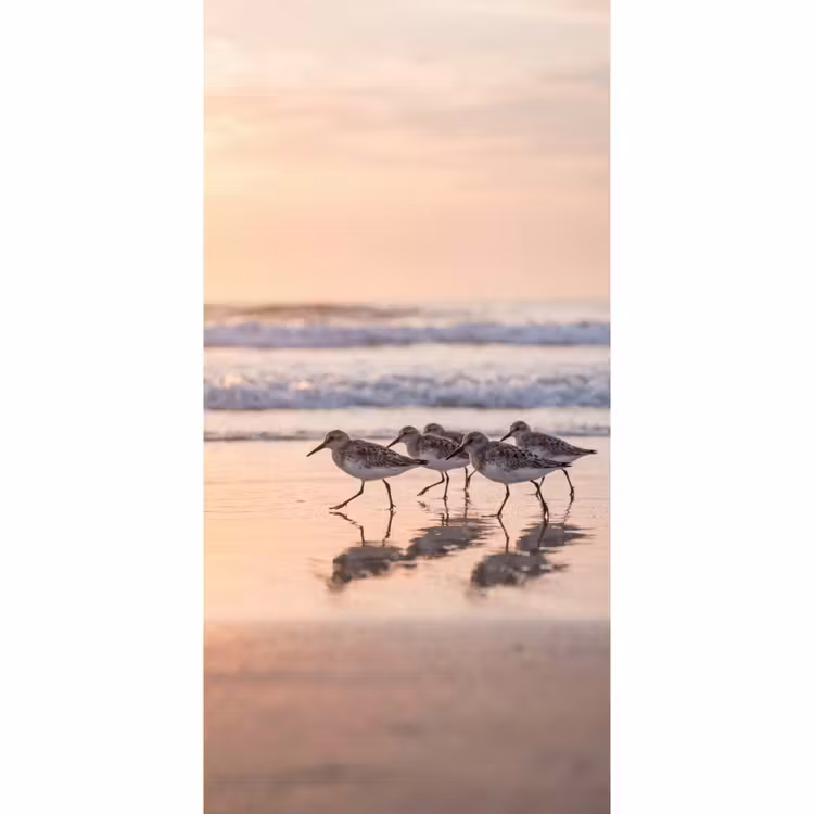 Behang - Zee - Vogels - Strand — 2