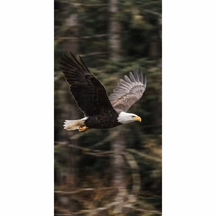 Behang - Zeearend - Vliegen - Bos - Natuur — 2