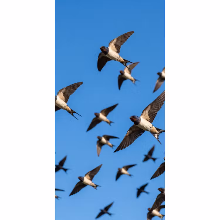 Behang - Zwaluwen - Vliegen - Blauw — 2