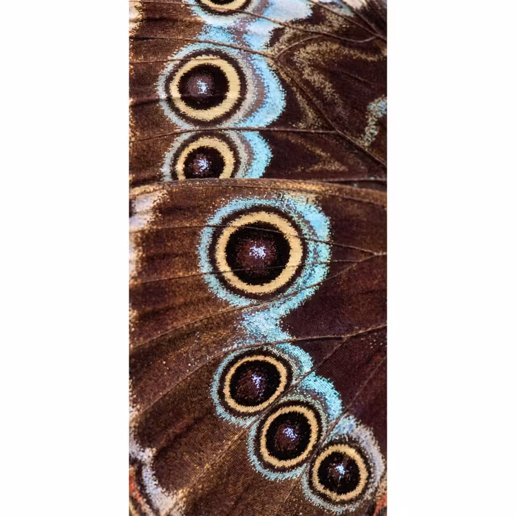 Behang - Vleugels - Vlinder - Blauw — 2