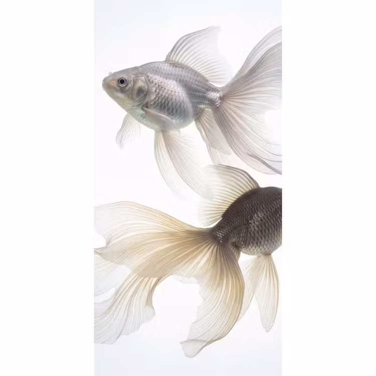 Behang - Goudvissen - Modern - Wit — 2
