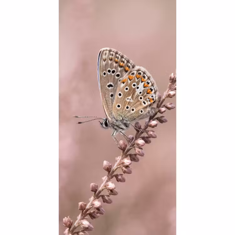 Behang - Lavendel - Vlinder - Paars — 2
