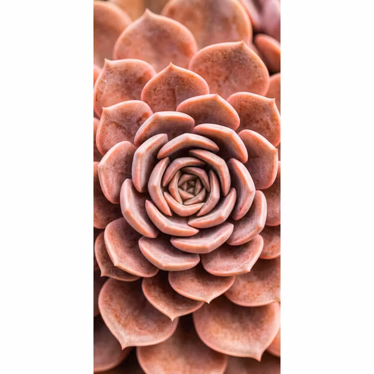 Behang - Vetplant - Organisch - Roze — 2