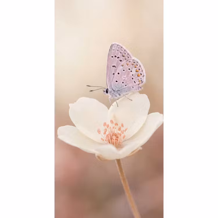 Behang - Vlinder - Bloem - Blauw — 2