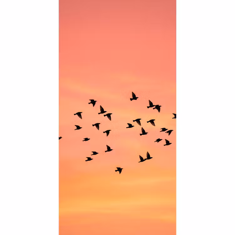 Behang - Zwerm - Vogels - Oranje — 2