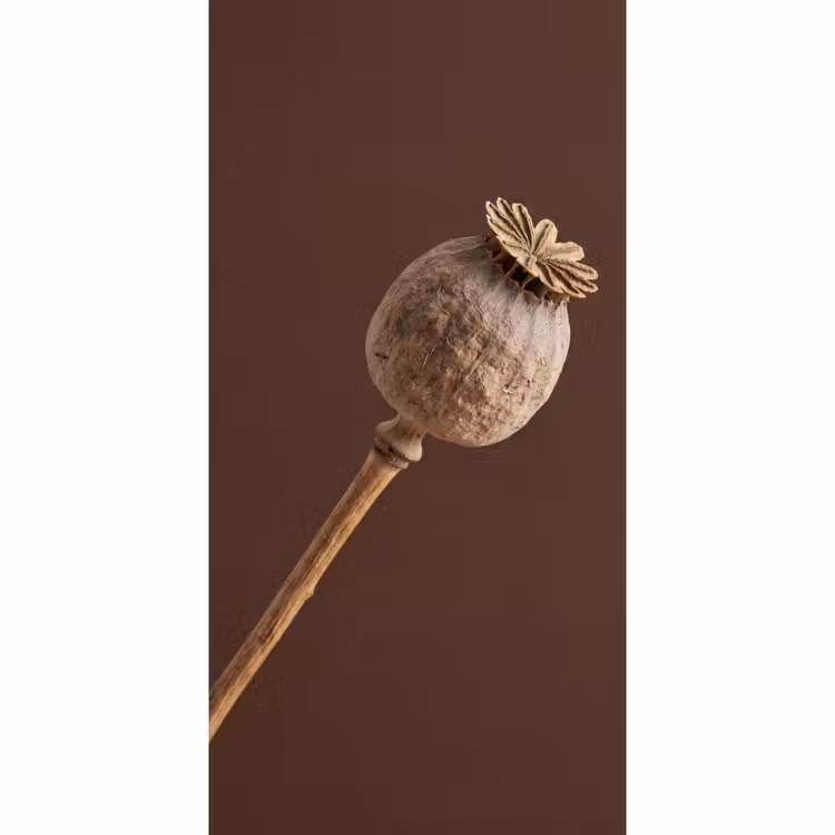 Behang - Papaverbol - Droogbloem - Bruin - Minimalistisch — 2