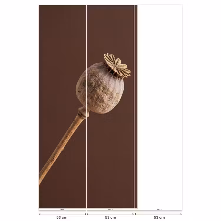 Behang - Papaverbol - Droogbloem - Bruin - Minimalistisch — 6