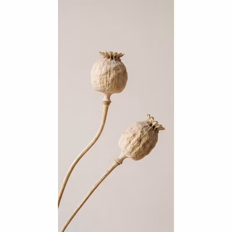Behang - Papaverbollen - Droogbloemen - Minimalistisch - Beige - Rustig — 2
