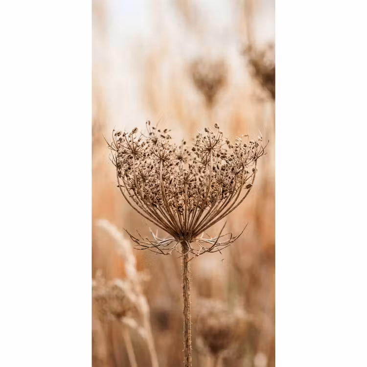 Behang - Schermbloem - Droogbloem - Winter - Beige - Minimalistisch — 2