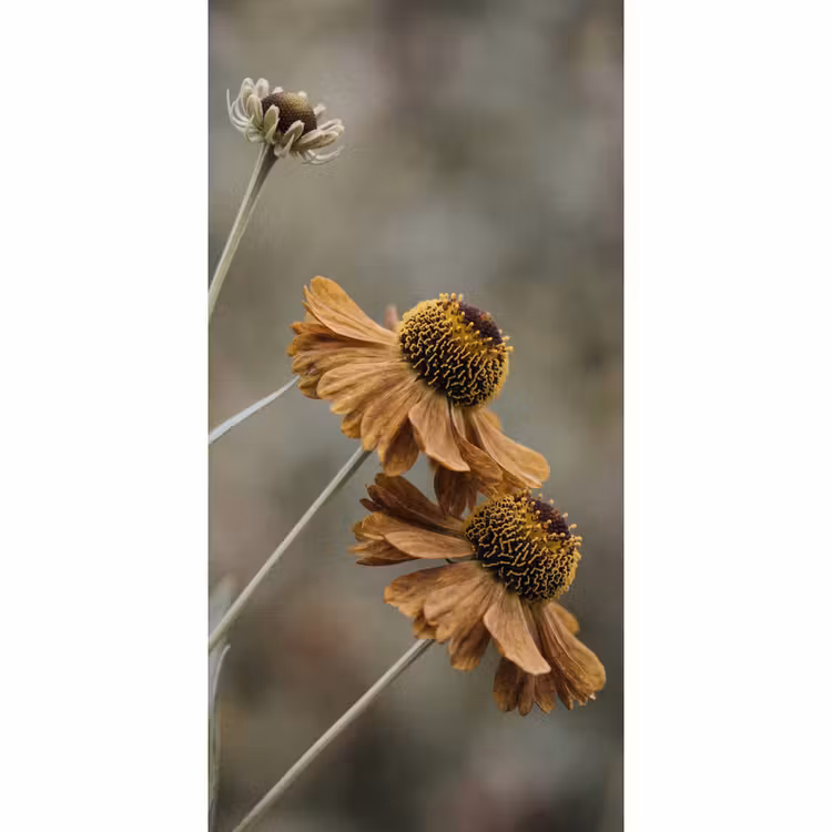 Behang - Zonnehoed - Droogbloemen - Geel - Warm — 2