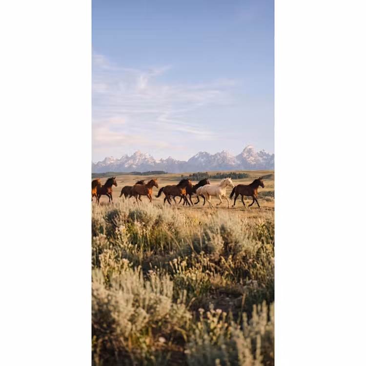 Behang - Paarden - Kudde - Bergen - Vrijheid - Wild — 2