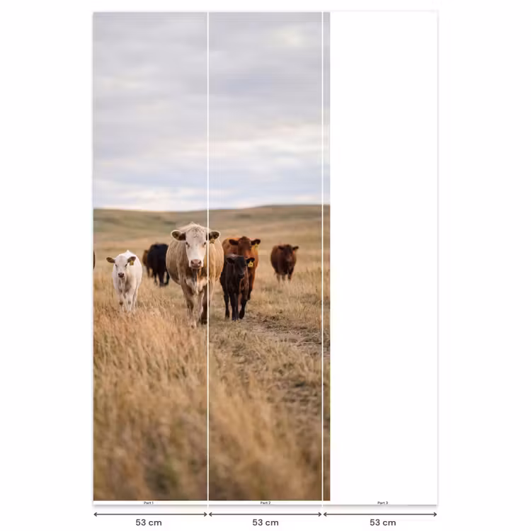 Behang - Runderen - Kudde - Landschap - Weide - Rustig — 6