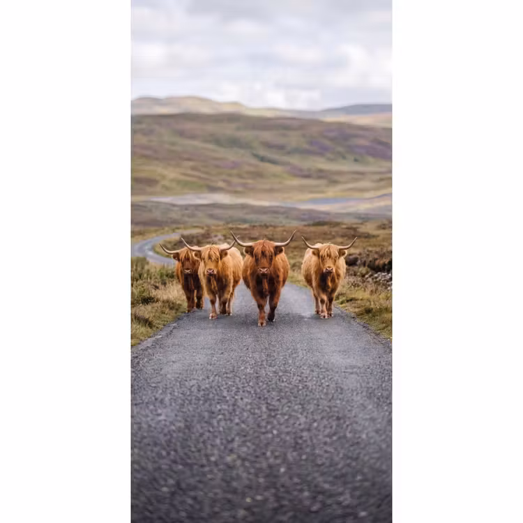 Behang - Schotse Hooglanders - Weg - Landschap - Kudde — 2