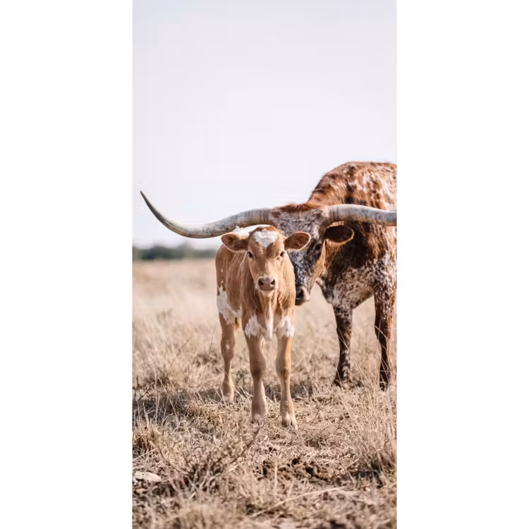Behang - Texas Longhorn - Kalf - Weide - Dieren — 2