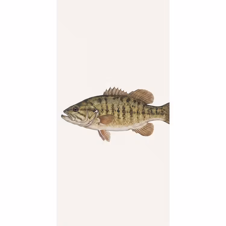 Behang - Vissen - Natuur - Vintage — 2