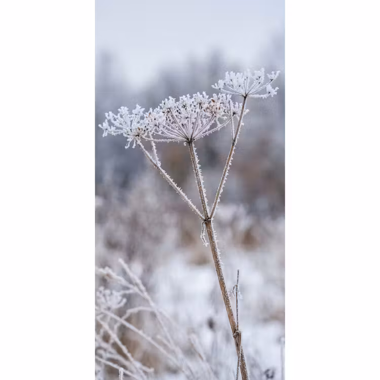 Behang - Schermbloem - Rijp - Kristallen - Winter - Delicaat — 2