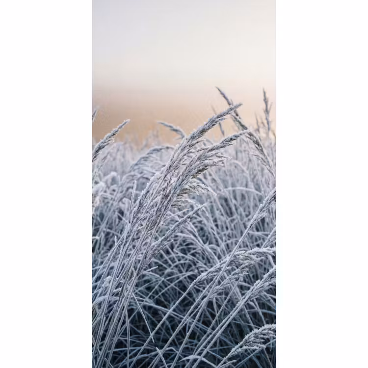 Behang - Rijp - Gras - Kristallen - Winter - Minimalistisch — 2