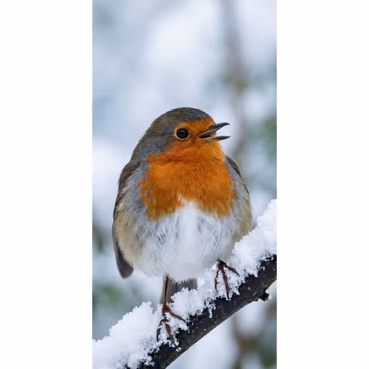 Behang - Roodborstje - Tak - Sneeuw - Winter - Levendig — 2