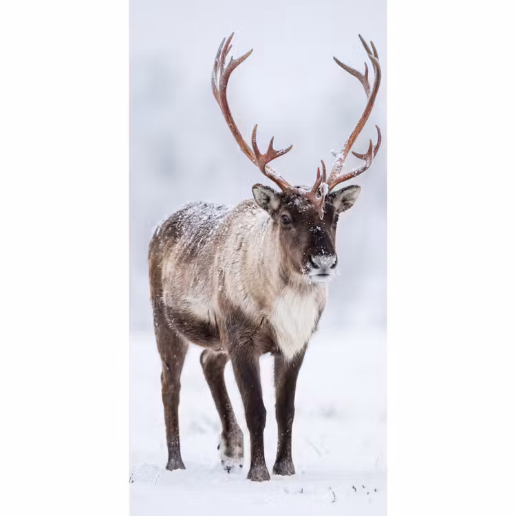 Behang - Rendier - Gewei - Toendra - Sneeuw - Wild — 2
