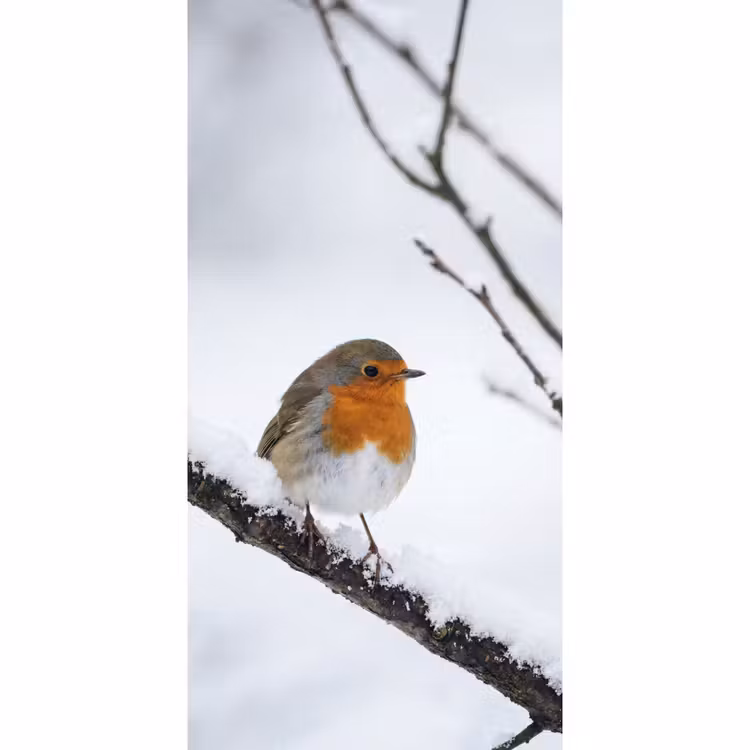 Behang - Roodborstje - Tak - Sneeuw - Winter - Levendig — 2