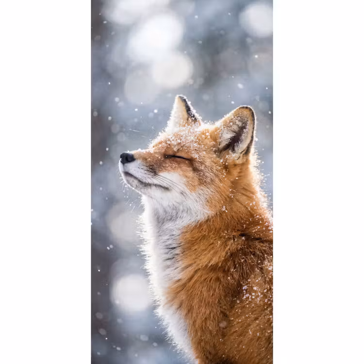 Behang - Vos - Sneeuwval - Portret - Winter - Sfeervol — 2