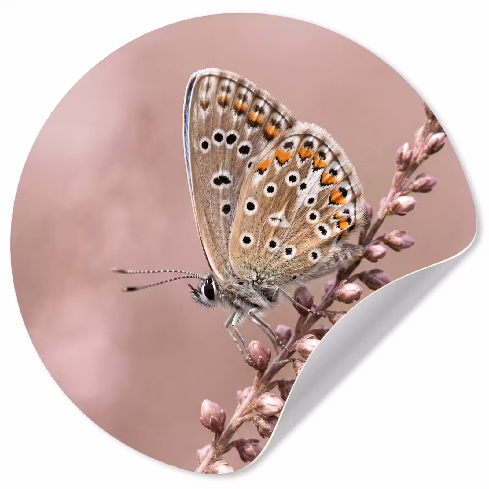 Behangcirkel - Lavendel - Vlinder - Paars — 1
