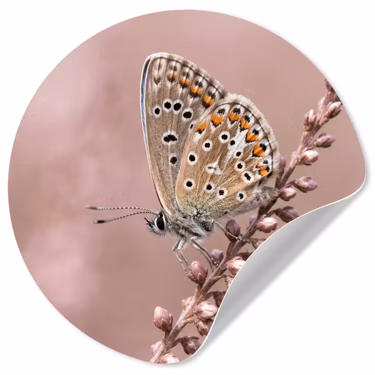 Behangcirkel - Lavendel - Vlinder - Paars — 1