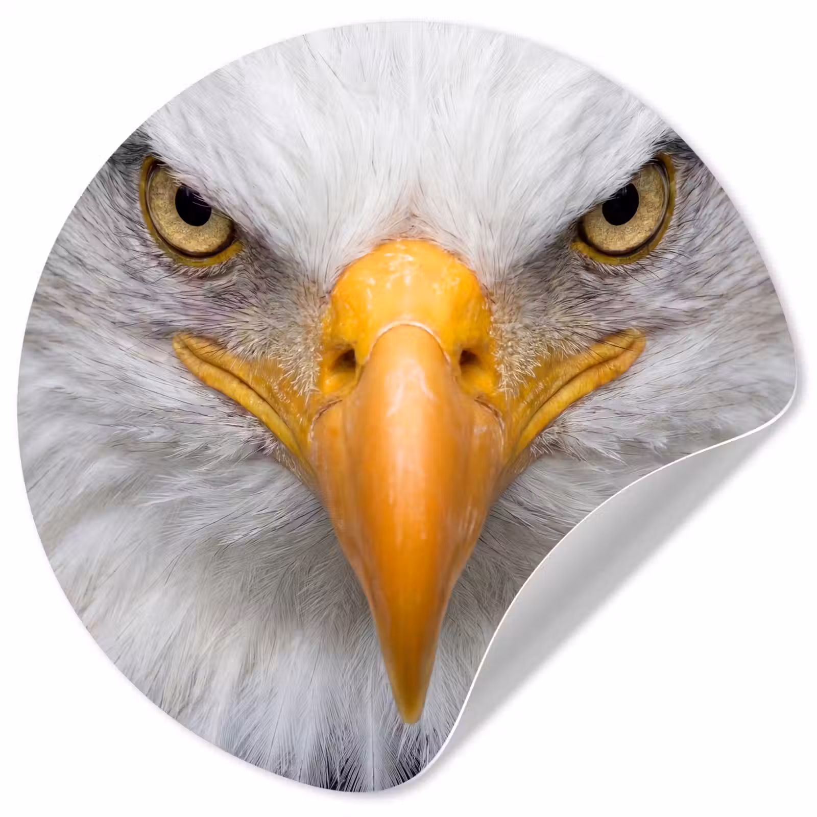 Behangcirkel - Amerikaans - Zeearend - Portret - Geel — 1
