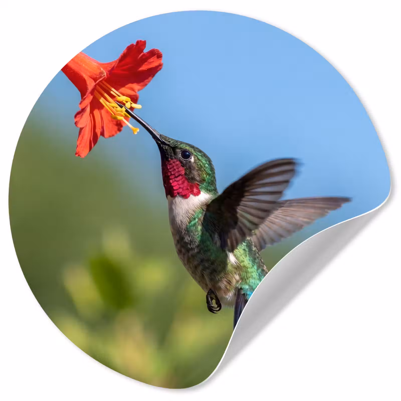 Behangcirkel - Kolibrie - Bloem - Natuur - Groen — 1