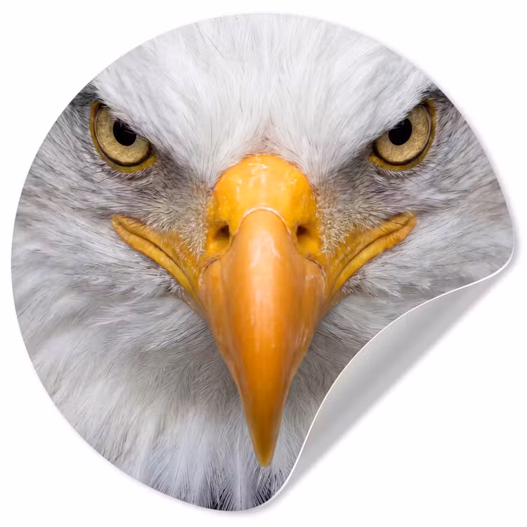 Behangcirkel - Amerikaans - Zeearend - Portret - Geel — 1