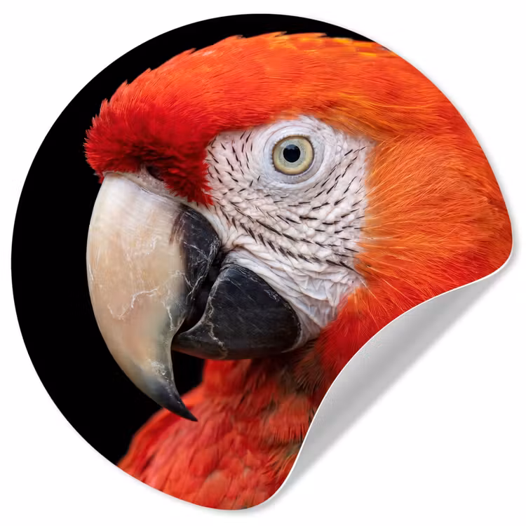 Behangcirkel - Ara - Portret - Rood — 1