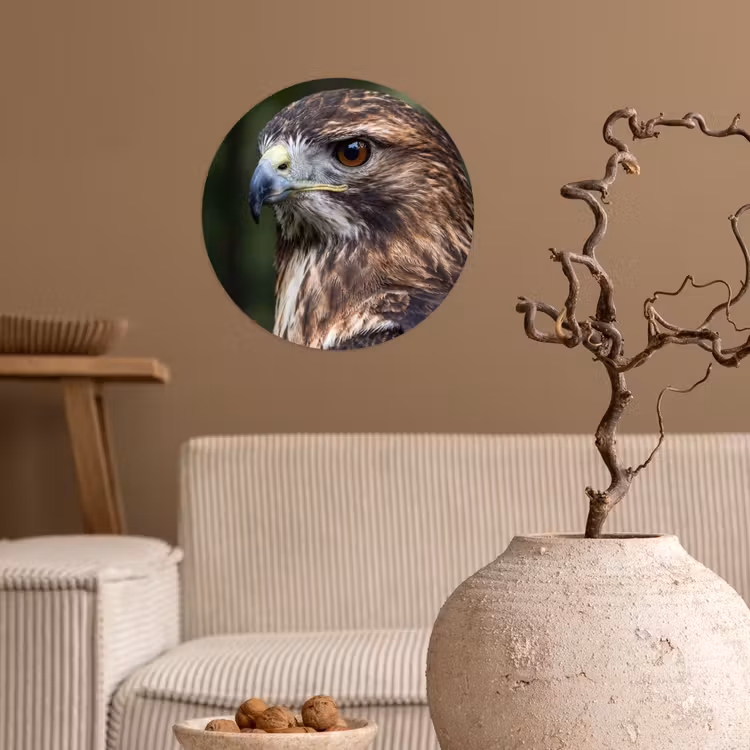 Behangcirkel - Buizerd - Roofvogel - Natuur - Bruin — 2
