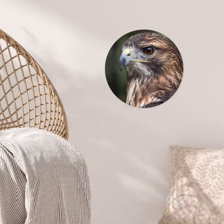 Behangcirkel - Buizerd - Roofvogel - Natuur - Bruin — 5