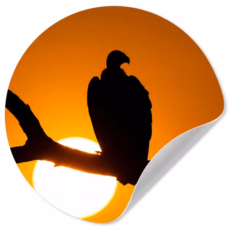 Behangcirkel - Gier - Tak - Zon - Oranje — 1