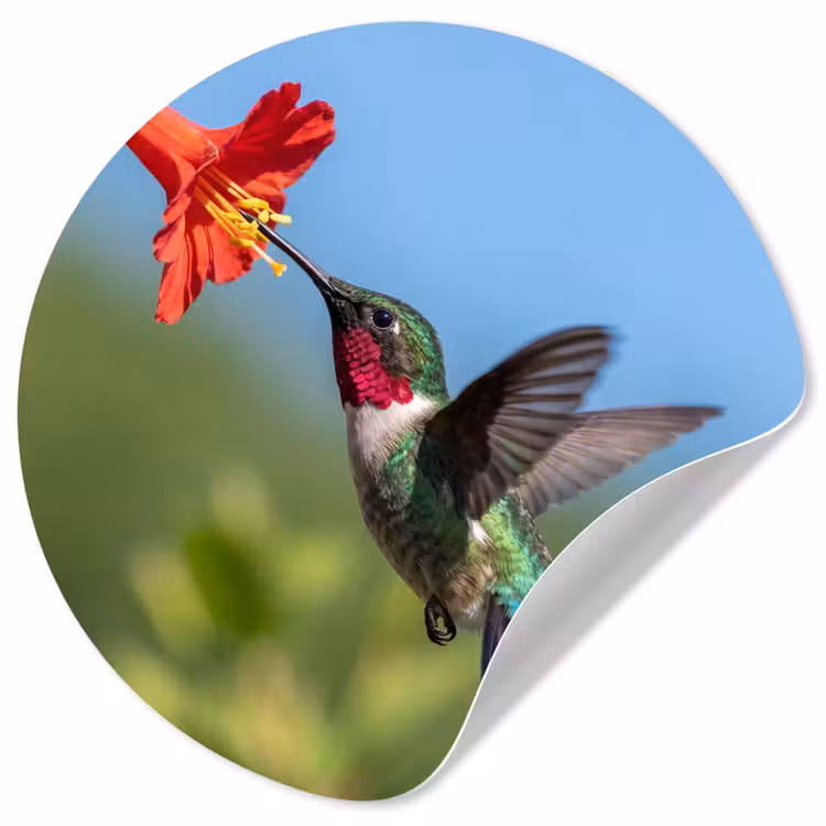 Behangcirkel - Kolibrie - Bloem - Natuur - Groen — 1
