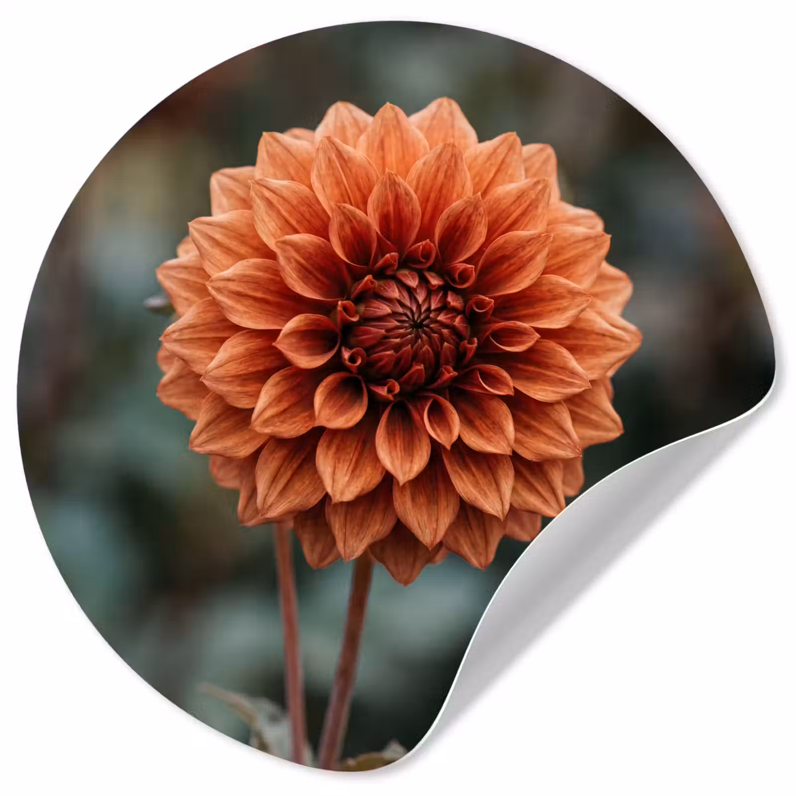 Behangcirkel - Dahlia - Bloem - Natuur - Sfeervol — 1