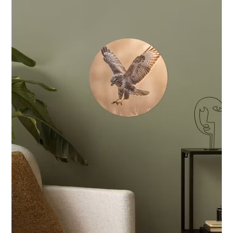 Behangcirkel - Buizerd - Roofvogel - Natuur - Bruin — 3