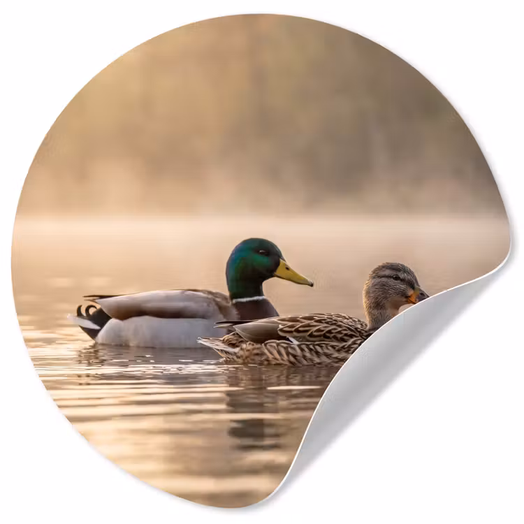 Behangcirkel - Eenden - Water - Mist - Natuur — 1