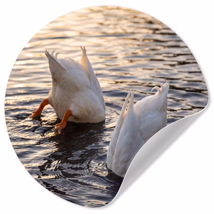 Behangcirkel - Eenden - Water - Natuur — 1