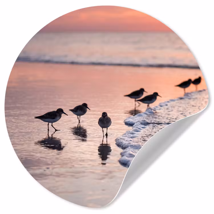 Behangcirkel - Meeuwen - Strand - Zee - Roze — 1