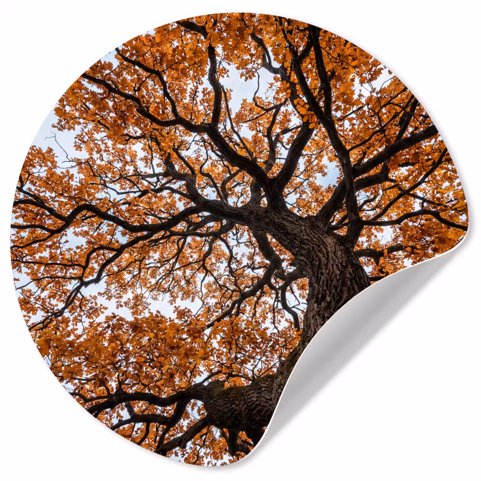 Behangcirkel - Boom - Bladerdak - Herfst - Oranje - Sfeervol — 1
