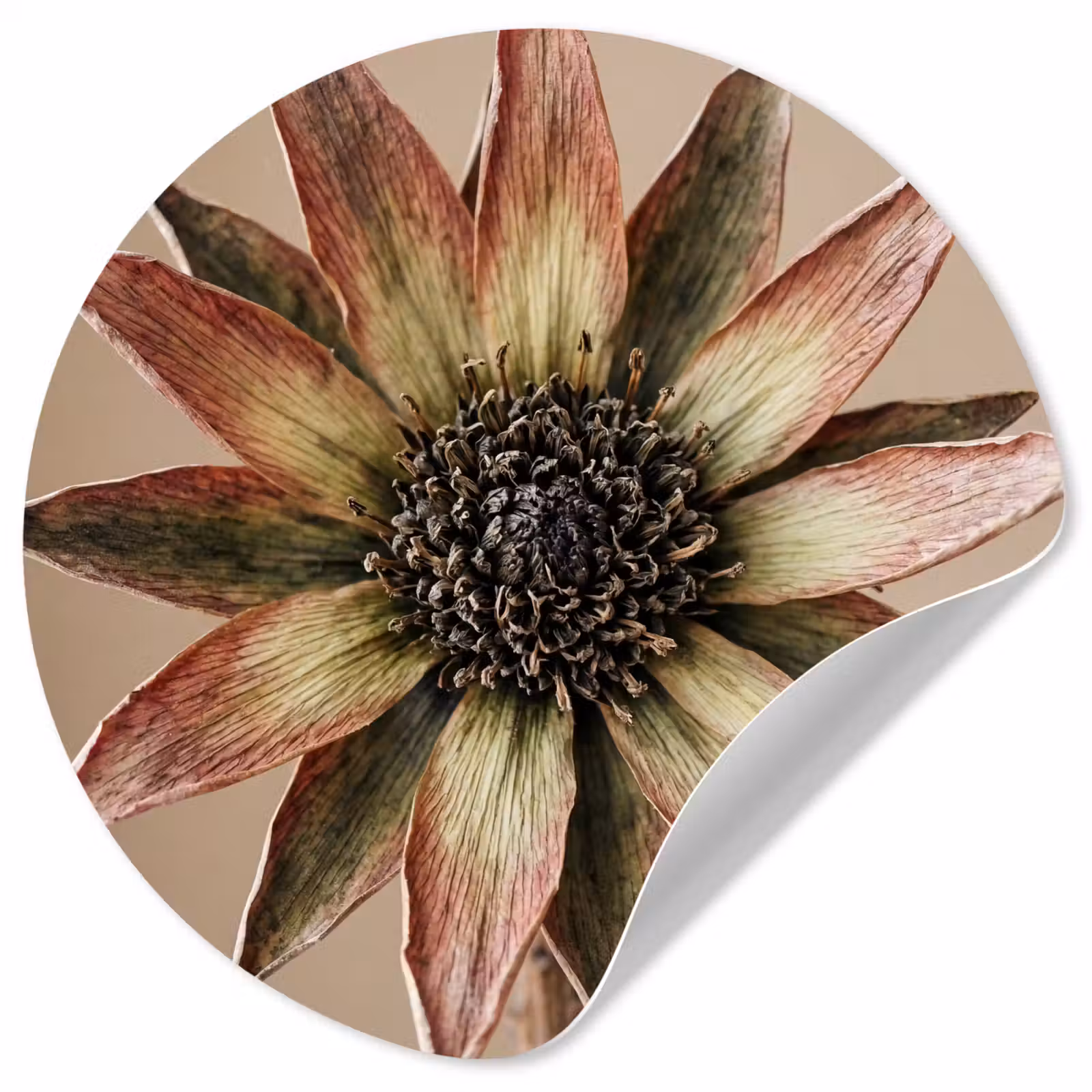 Behangcirkel - Droogbloem - Protea - Vintage - Beige - Rustiek — 1