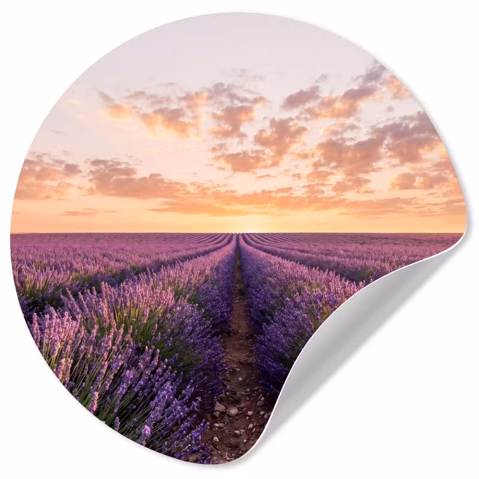 Behangcirkel - Landschap - Lavendelveld - Paars — 1