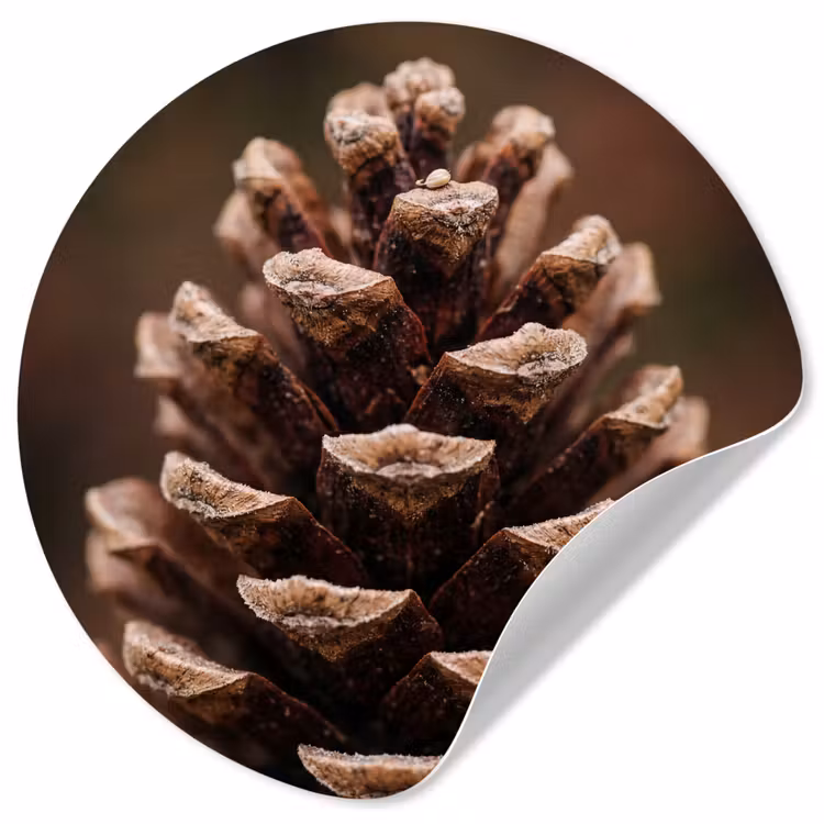 Behangcirkel - Dennenappel - Bos - Herfst - Bruin - Sfeervol — 1