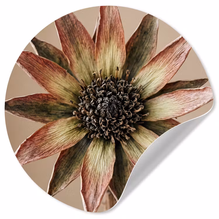 Behangcirkel - Droogbloem - Protea - Vintage - Beige - Rustiek — 1