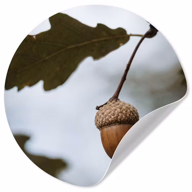 Behangcirkel - Eikel - Eikenblad - Bos - Herfst - Natuur — 1