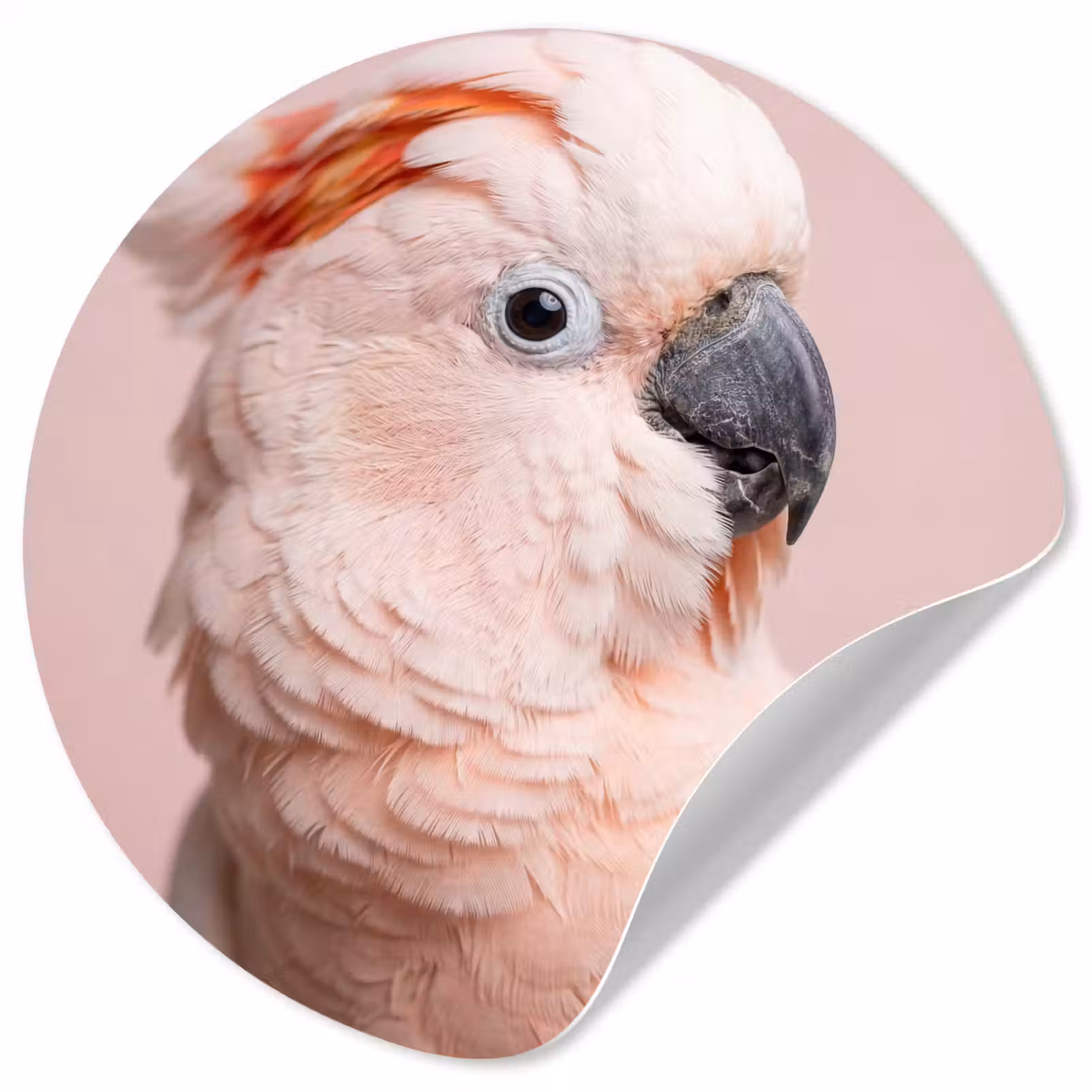Behangcirkel - Kaketoe - Portret - Roze — 1
