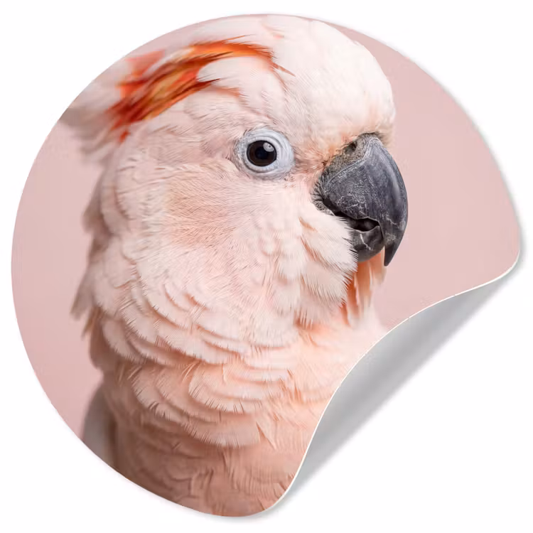 Behangcirkel - Kaketoe - Portret - Roze — 1