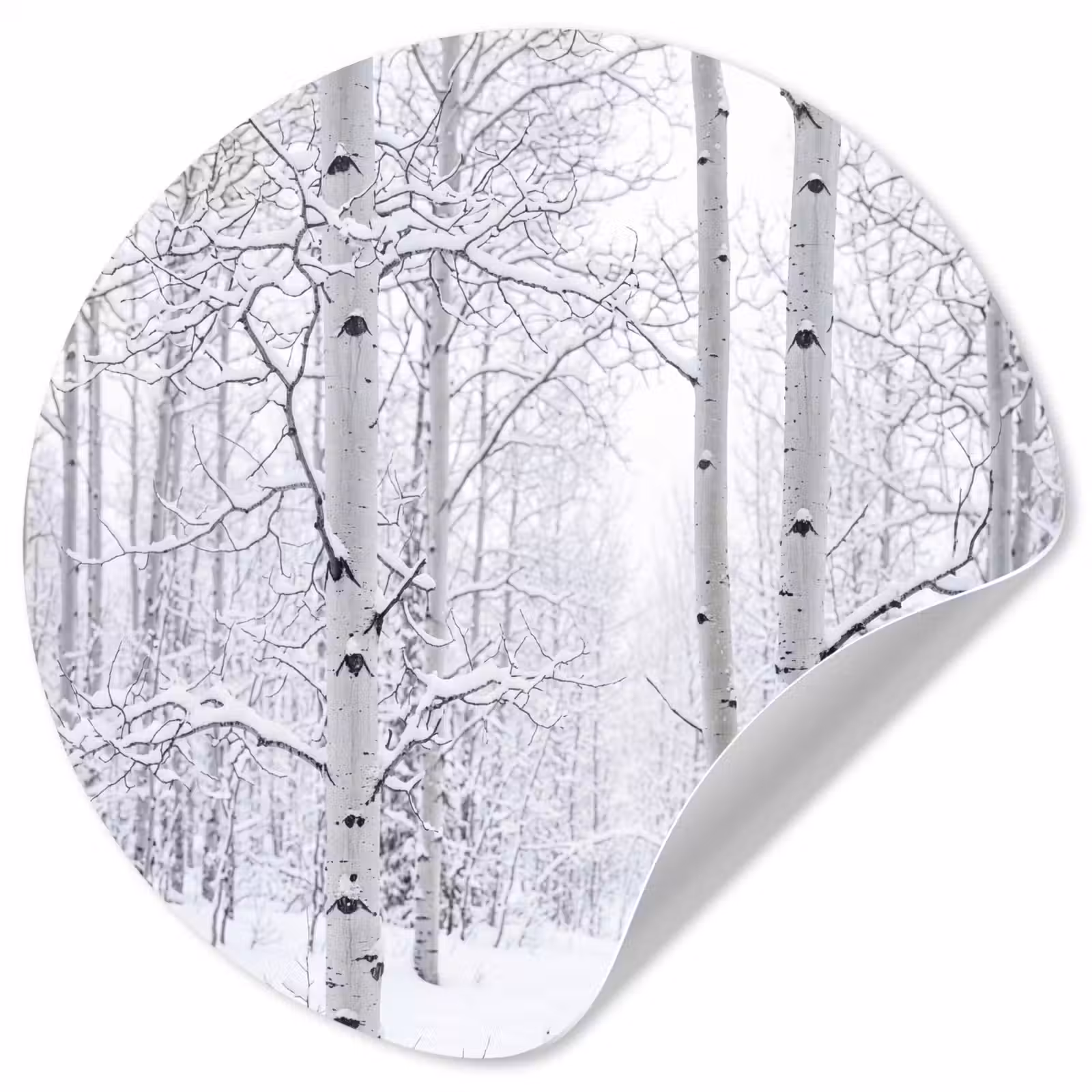 Behangcirkel - Berkenbomen - Sneeuw - Winter - Bos - Wit — 1