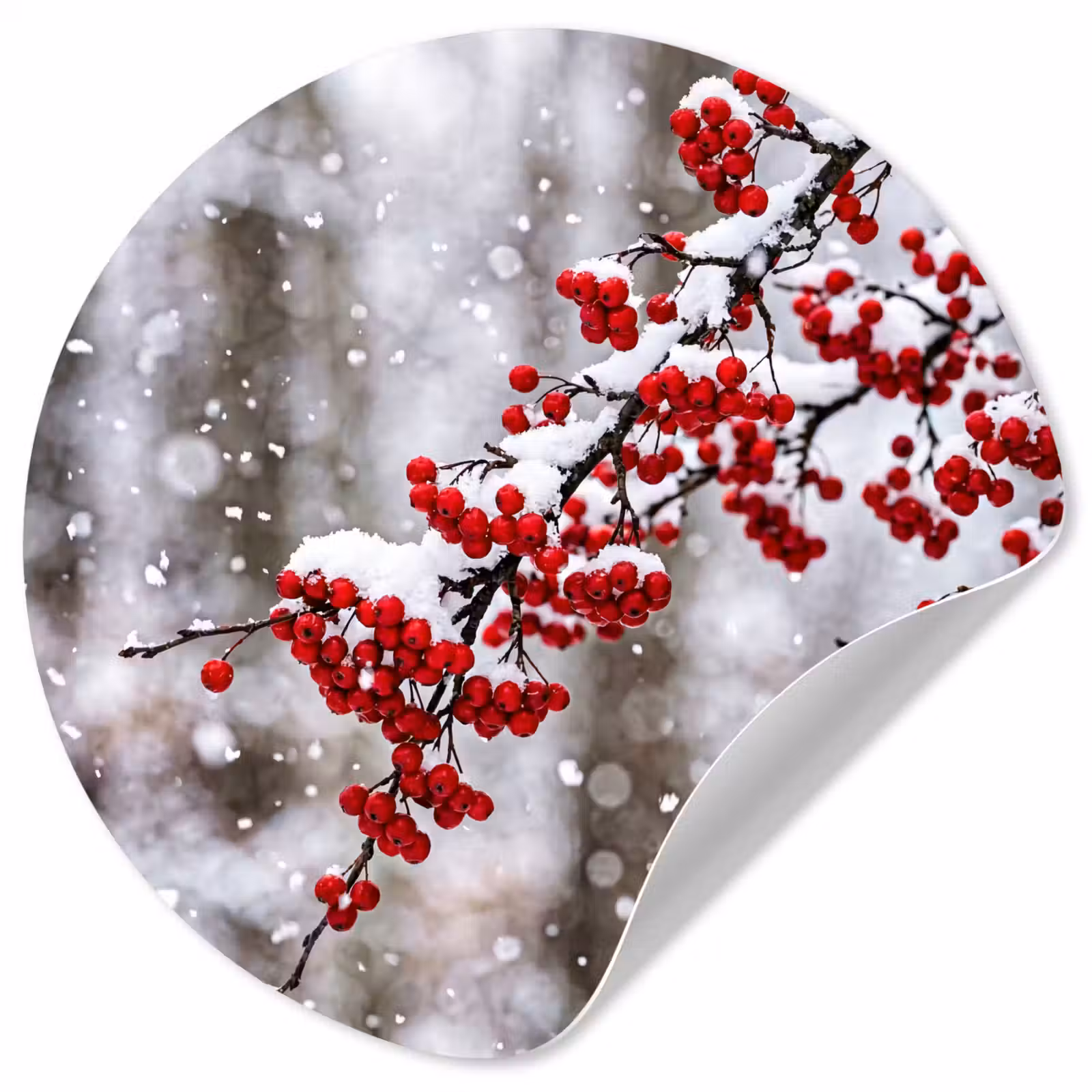 Behangcirkel - Bessen - Takken - Sneeuw - Winter - Kleurrijk — 1